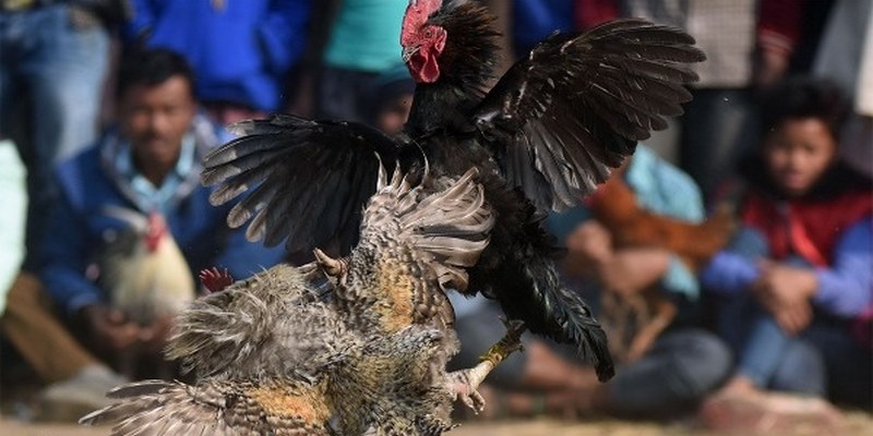Cách Thực Hiện Đá Gà Thomo EU88
